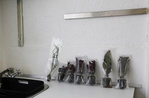 Préparation du déballage des plantes