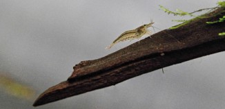 Caridina multidentata